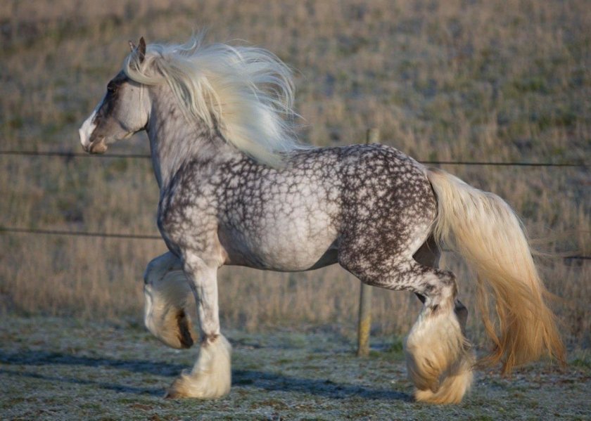 a7c4d8242aeb27e2d751c32b616f0aab Циганські коні: опис і зміст породи, переваги та недоліки, особливості догляду, фото