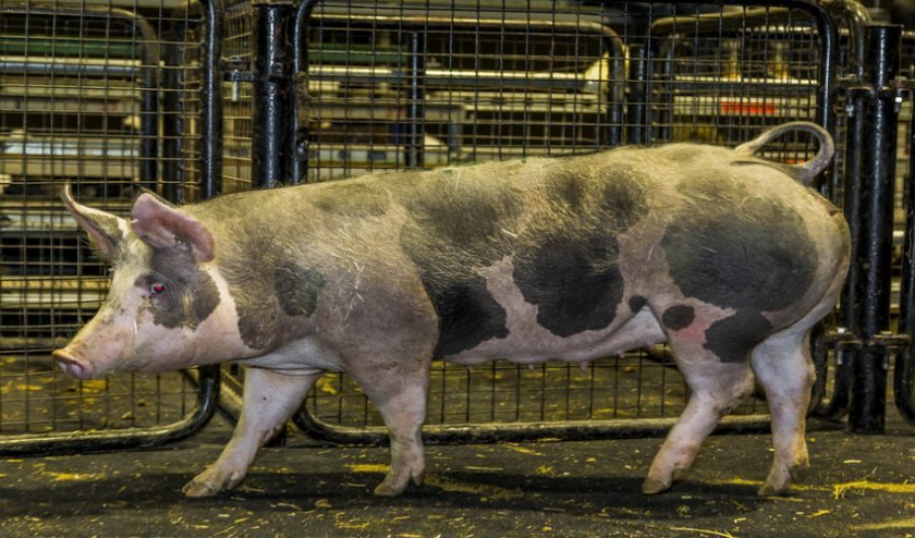 a89e4e3a99aa170129cd8ced1286f303 Порода свиней пєтрен: характеристика і опис, поради з вибору при покупці, утримання та догляд, фото