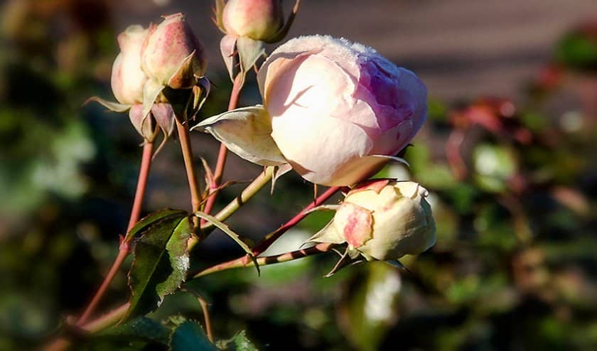 a8be0c8e6af43350b64db9c2f2434824 Добриво для троянд: чим удобрювати троянди восени, як приготувати добрива, скільки і як правильно вносити
