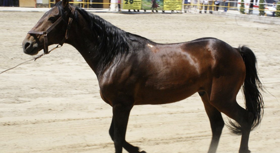 a8ebc9c1582430d513ef69e69cea85d4 Карачаевская порода коней: опис та характеристика, плюси та мінуси змісту, фото, відео