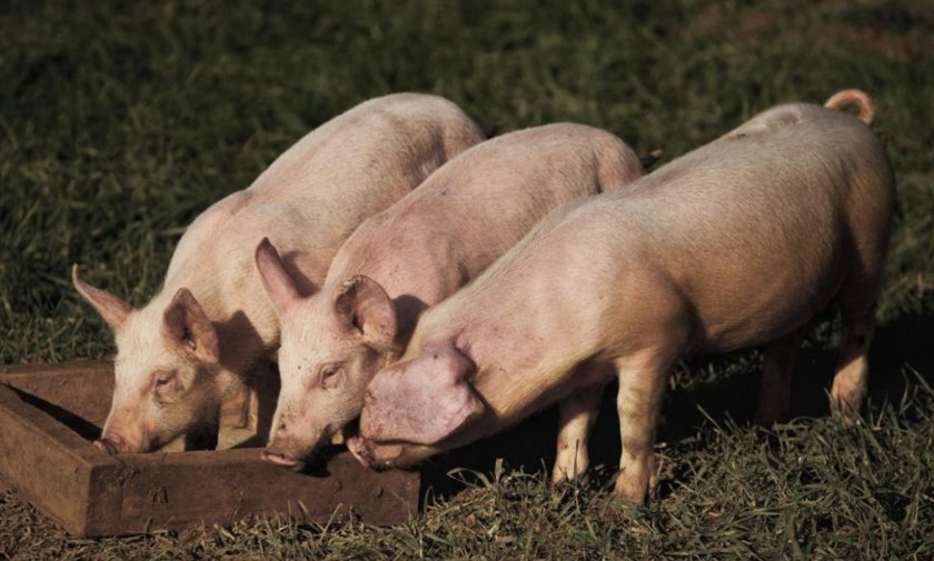 a95edbe30794ab3f714e70c3e687b804 Ландрас — порода свиней: характеристика і опис з фото, особливості розведення, годівлі та догляду, відео
