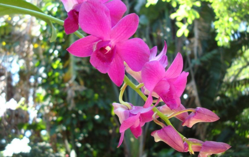 a9bcaa96aab530b64d00d88f53cfbb1e Самі красиві орхідеї: ТОП 13 кращих видів та їх опис, фото