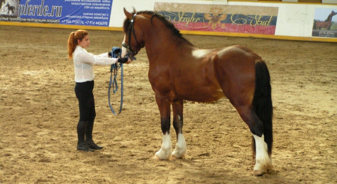 a9c32ffd6e49d1cf1fac8d9f17328fe4 Володимирський ваговоз порода коней: опис, вага, висота в холці, фото, утримання та догляд