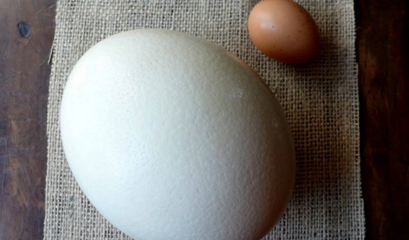 a9c3b628023271926801439b2e58246a Страусине яйце: користь і шкода, розмір, вага і смакові якості, як правильно приготувати і скільки варити, фото