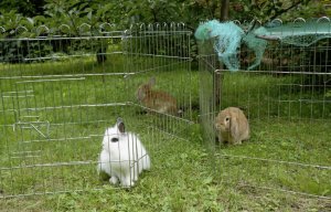 aa2b2b1ed722cc089123b139c3643347 Кролик Французький баран: характеристика і опис породи, фото, утримання та розведення, чим годувати, відео