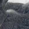 aa338210d9f9cff2f2c5f19ef826a4d8 Віденський блакитний кролик: опис та характеристика породи, розміри кліток для утримання, особливості розмноження, фото