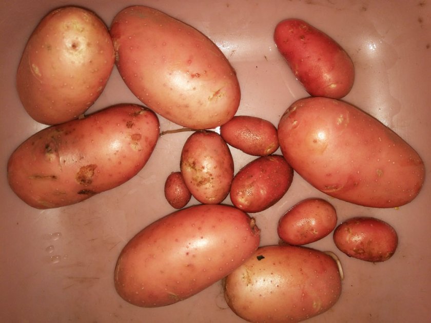 aa3b2bf6f151473ed385814c47ee47f4 Картопля Снігур: опис та характеристика сорту, смакові якості, вирощування і догляд, фото