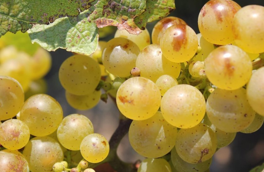 aa84a3a731c3d6d4c27bd65845e19a00 Вибір кращого сорти винограду для коньяку: опис, вирощування, процес виготовлення