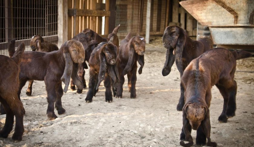 aad33e216aeacec7e885a06ace0420eb Дамаська коза породи шамі: характеристика, особливості розведення в домашніх умовах