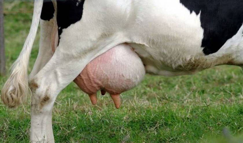 ab1a0bbeab747c8867d5d9d3141b1188 Чому корова дає мало молока: що робити