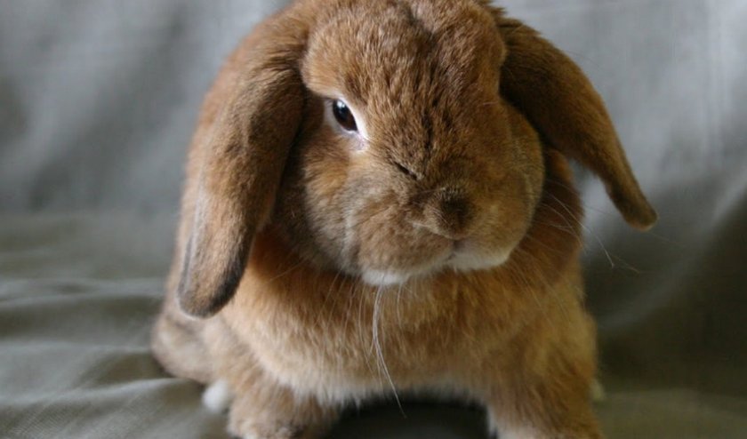 ab2879be50c6d03ad0e4d7d151d44d8d Висловухий кролик баран: опис декоративної породи, скільки вони живуть, розміри, як за ними доглядати, фото