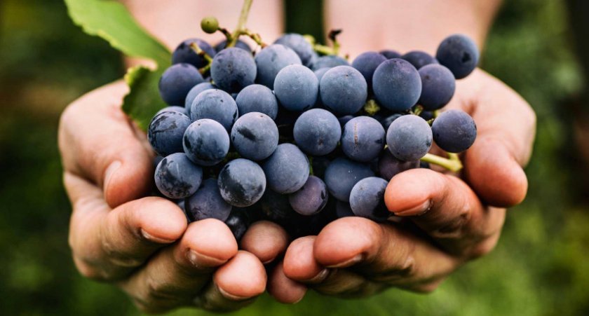 ab6a130269a0757455e0cd32182542d7 Алергія на виноград: чи може бути, симптоми у дитини і дорослих з фото, методи лікування, можна їсти виноград при алергії