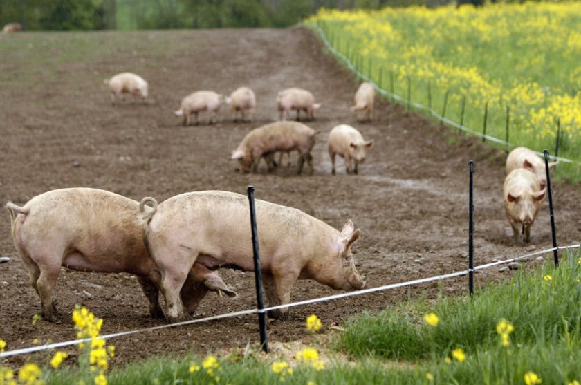 abd74f97397bf3d6b5b90e0955ec18c7 Ландрас — порода свиней: характеристика і опис з фото, особливості розведення, годівлі та догляду, відео
