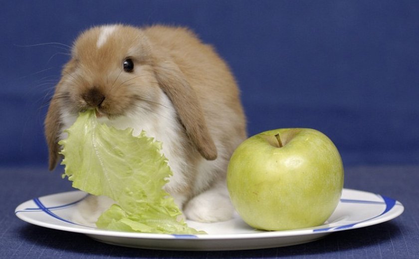 abda3f0be70ca504a47c467acd2f456e Чи можна годувати кроликів яблуками: у якій кількості, які фрукти корисні, які не можна давати