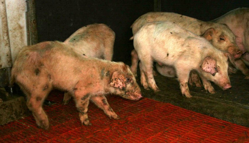 abe62fe1350fac9c2315c171035ce7d6 Хвороба Ауєскі свиней: симптоми і лікування, причини виникнення