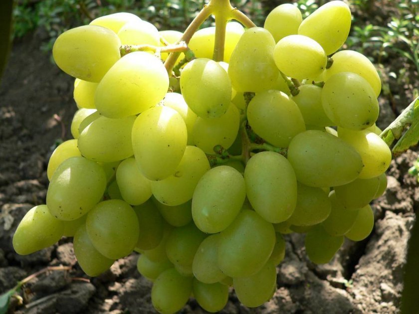 ac5da67670b0cf429e69b3fca8d8386f Зелений виноград: посадка й догляд, користь і шкоду, калорійність, що можна приготувати, кращі рецепти, фото