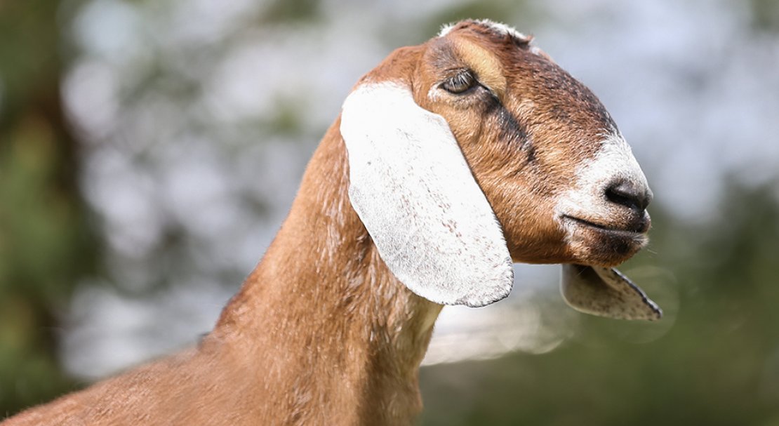 acbcc196c2c25f5e37d6f61c552aba7b Нубийские кози: опис породи з фото, особливості догляду, скільки дає молока