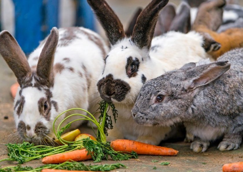 ad1f9cce4369e59307a5750c38b845c2 Чи можна давати траву молочай кроликам: користь і шкода, особливості годівлі