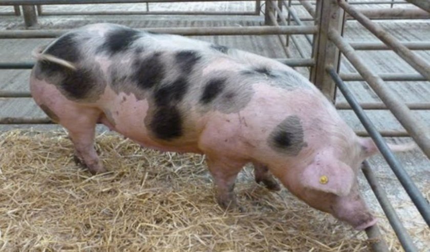 ad3fde81433f7d7b71c7ccbea3f5520d Порода свиней пєтрен: характеристика і опис, поради з вибору при покупці, утримання та догляд, фото