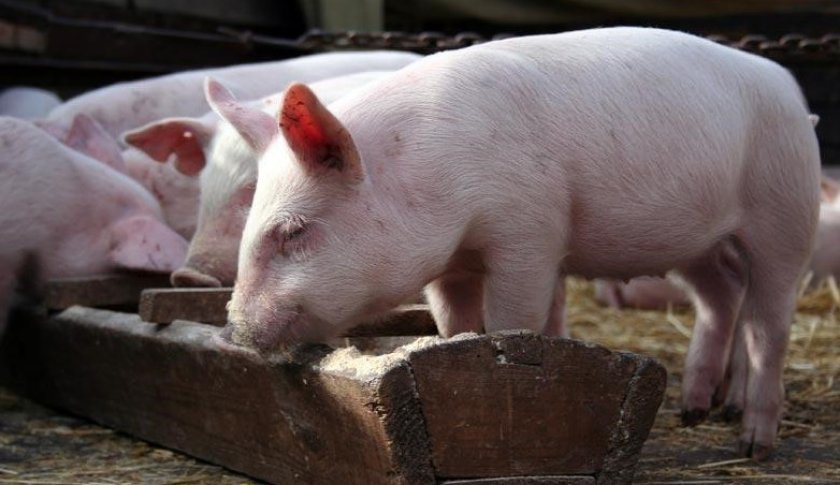 adda93762d9d4082b0f494032bcd34f2 Самий ефективний відгодівля свиней в домашніх умовах: норми годівлі, технології, як скласти раціон, особливості вирощування та утримання