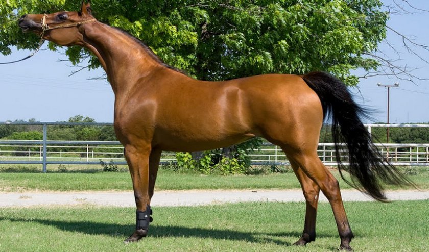 aeae38b0eca531d92f63b84e63f4cbd3 Арабська порода коней: характеристика, зміст і догляд, профілактика хвороб, фото