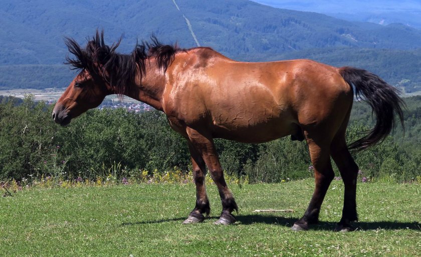 af28186f1010ac9865591cdea22fac96 Циганські коні: опис і зміст породи, переваги та недоліки, особливості догляду, фото