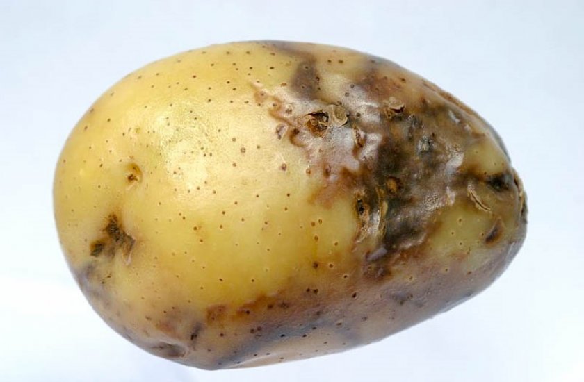 af63dc393569510920d88b5482c62f1c Картопля Казка: опис та характеристика сорту, смакові якості, особливості вирощування, фото