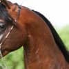 afca63370d2341723a4731d48f45697b Циганські коні: опис і зміст породи, переваги та недоліки, особливості догляду, фото