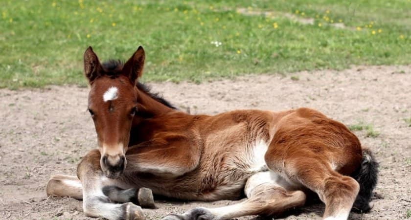 b0129eac01e19e925aeef25488112f12 Як народжують коні: скільки триває і як проходить вагітність, процес пологів, догляд за лошам після народження