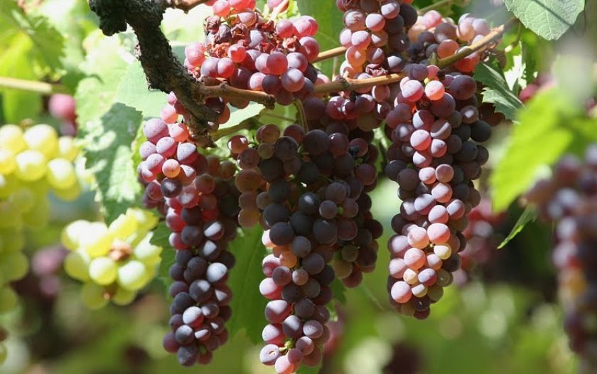 b020ce113fde6fd29b283af2c8b8eee2 Вибір кращого сорти винограду для коньяку: опис, вирощування, процес виготовлення