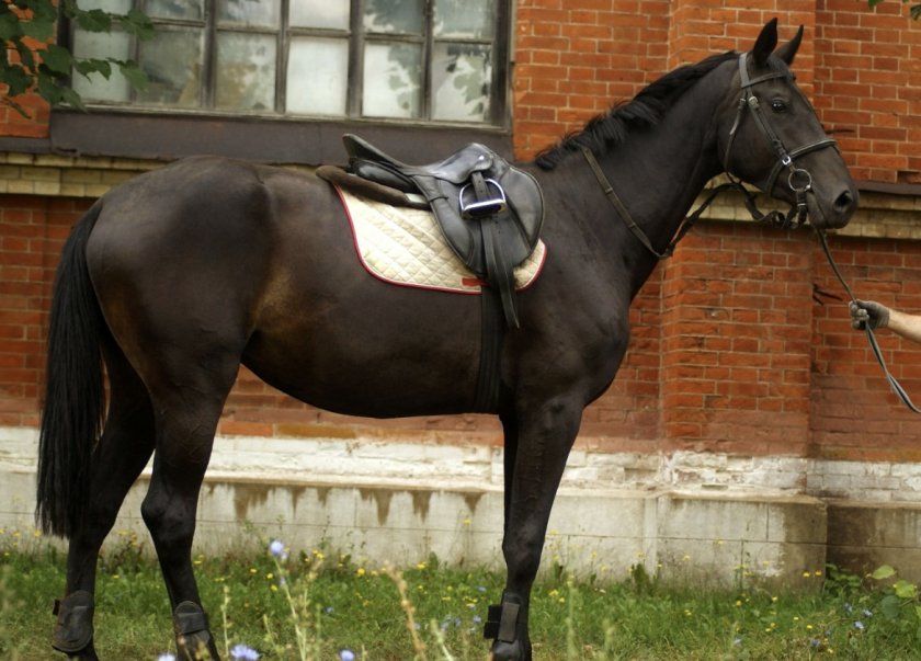 b032628f9beac8e0b30dd04a61860c27 Російська верхова порода коней: опис і характеристика, особливості утримання і догляду, фото