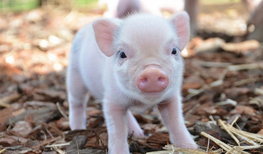 b055bacaee880fb8814b07563e14ff40 Карликова домашня свиня: опис породи, особливості утримання і догляду, можливі хвороби і їх лікування