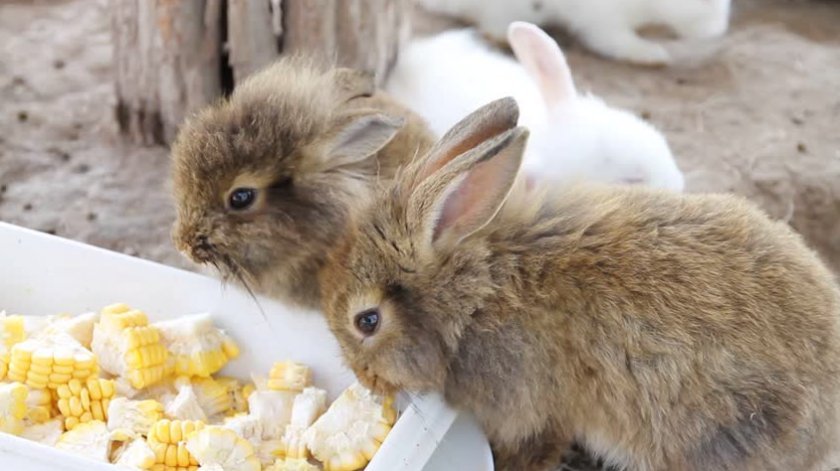 b077bc835028313074a67c0228d7d0d2 Що їдять карликові кролики: дозволені і заборонені корми, особливості годівлі