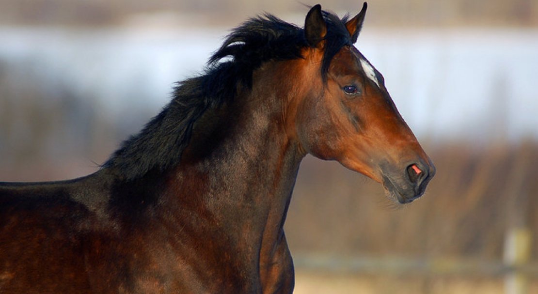 b11f92fea2688e520dceca01d92c7070 Російський рисак порода коня, опис та характеристики, особливості догляду, фото
