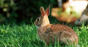 b12a97f5391ca89286a40f915c19bc5a Чому кролики дохнуть (великі, маленькі) взимку і влітку: причини, що робити, як лікувати хвороби