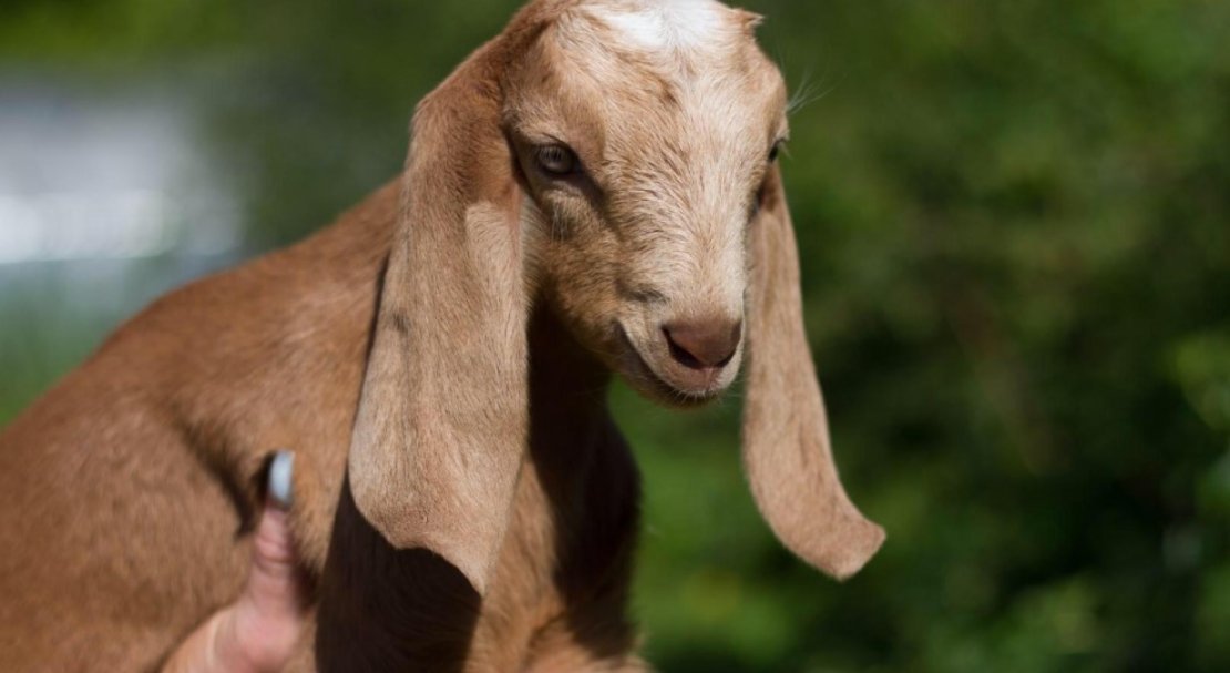 b1ce2cb17b734764a561013a1934619f Нубийские кози: опис породи з фото, особливості догляду, скільки дає молока