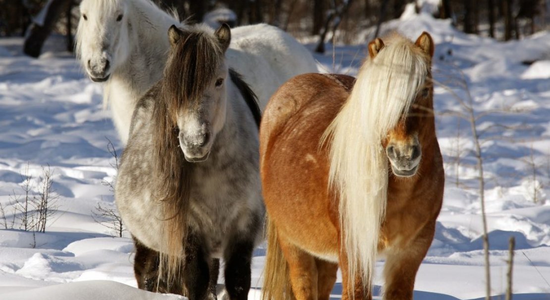 b1eadff1f9d53fa17113f7b93acf68f1 Якутська кінь: опис та характеристика породи з фото, особливості догляду, утримання та харчування, відео