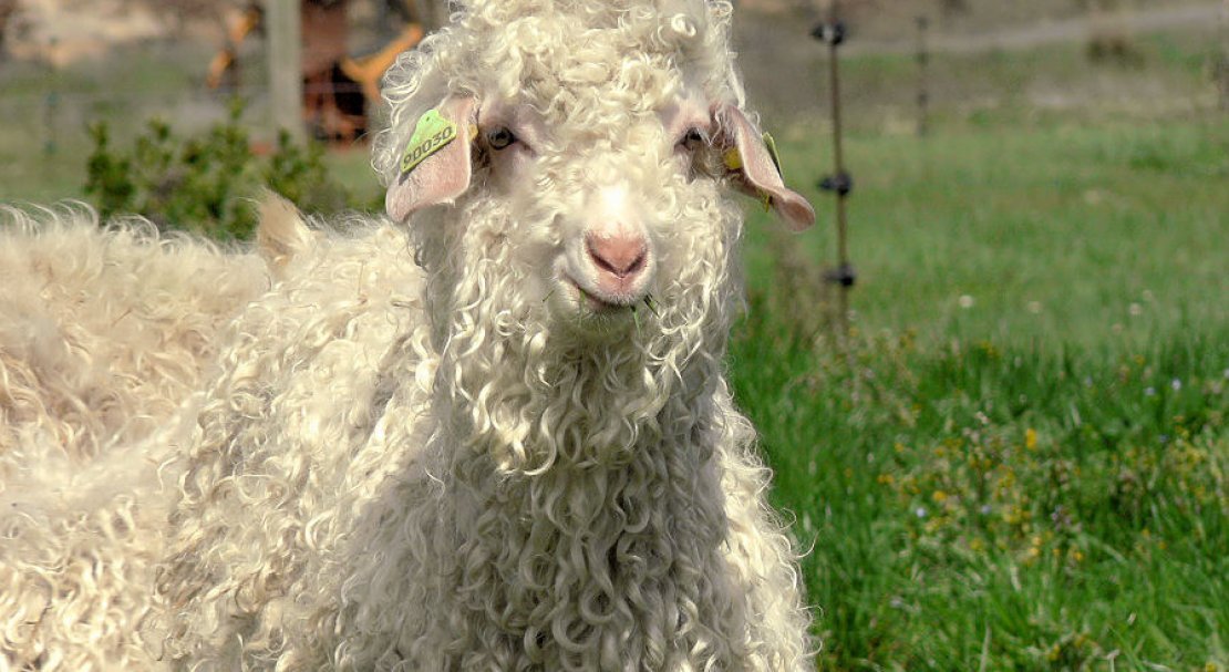 b2e6ef8711c36fdb505688c8910cf960 Ангорська коза: опис та характеристика кіз, відмінності від інших видів, особливості утримання і догляду, як отримати шерсть, фото