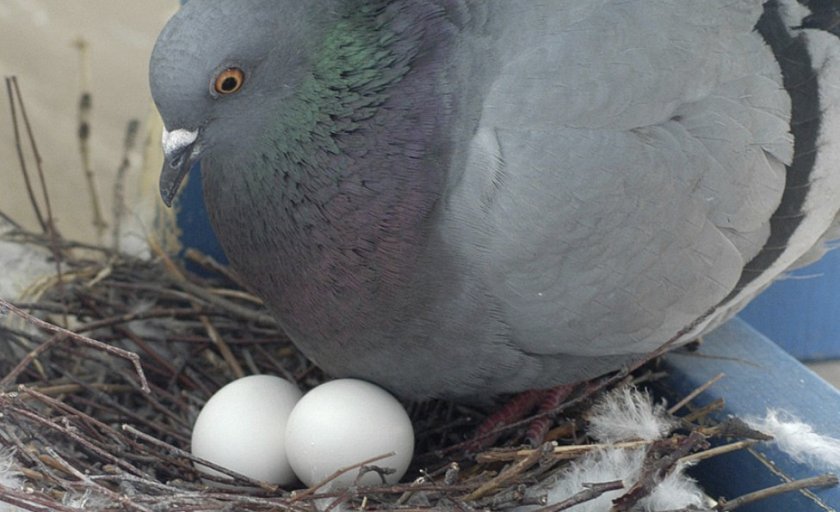 b30ca446bee4cc696ae117356bb84e46 Скільки днів голуби висиджують яйця: як відбувається яйцекладка, як часто голуби розмножуються