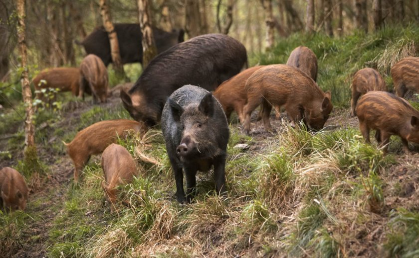 b3732ff512328ae4f872a876a26f020f Скільки років в середньому живуть свині в домашніх умовах і в дикій природі, що впливає на тривалість їхнього життя