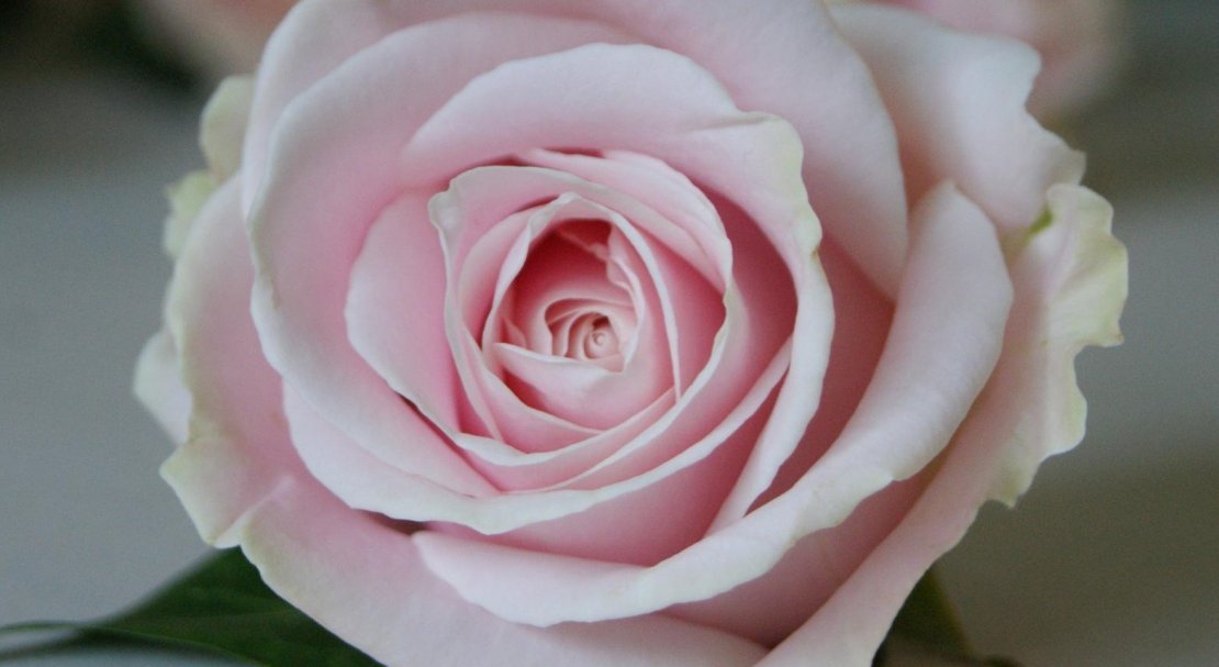 b429fa9649c276dd1d2614e4d38fa156 Троянда «Аваланж»: фото і опис, вирощування і догляд