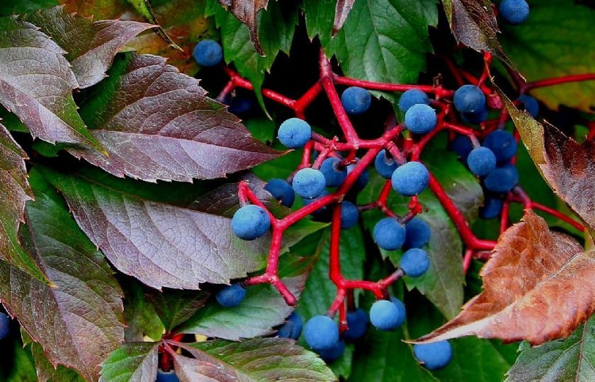 b43b2848c822e76d867a8f47fe41685d Їстівний дівочий виноград: опис рослини, чи можна вживати, користь і шкоду для організму