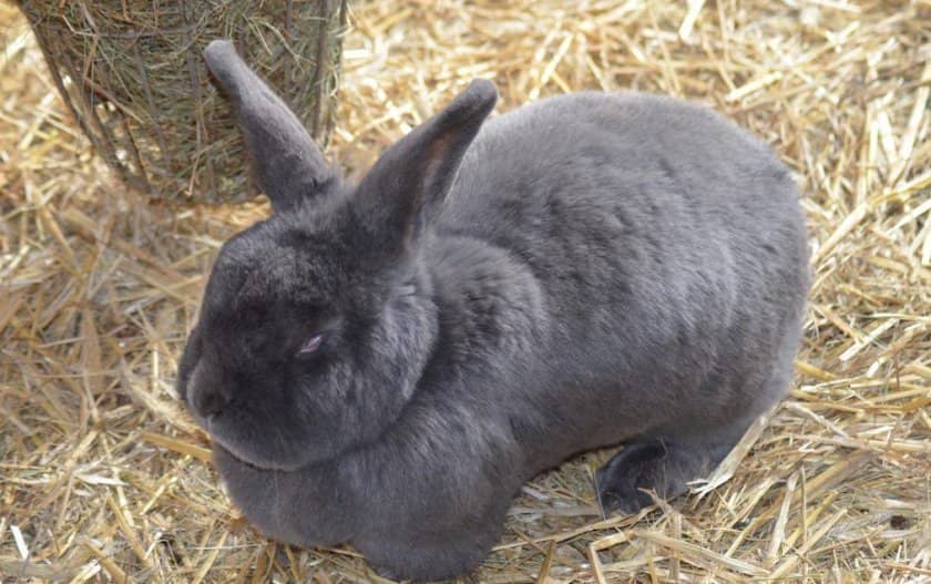 b4ac3fb243a31fbbb9bff9a758aad922 Віденський блакитний кролик: опис та характеристика породи, розміри кліток для утримання, особливості розмноження, фото