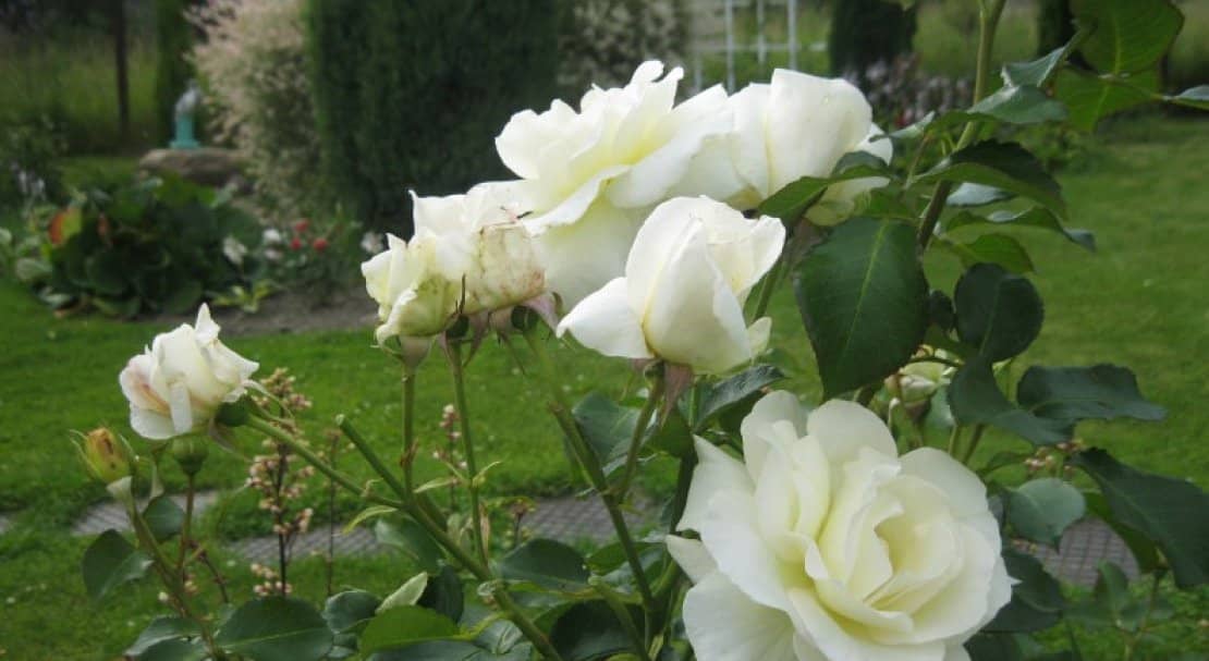 b4e4e2ebbdc37b5979f1ac30e8c75db5 Роза Шнеевальцер: опис і характеристики троянди, способи розмноження, вирощування і догляд