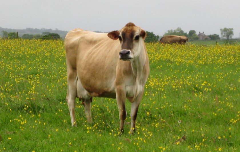 b4e889fe42555e055decd5a32abb5485 Джерсейская порода корів: характеристика, плюси і мінуси, утримання та догляд