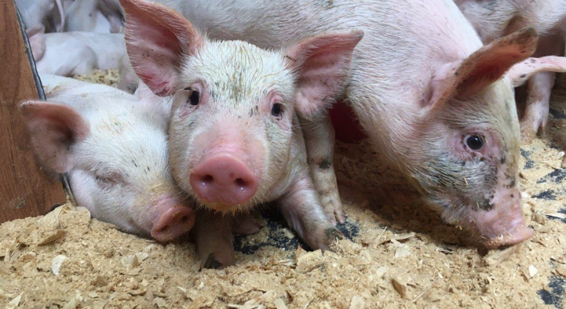 b5c02fc03ca6d541dca0e3d6b64e8c40 Ландрас — порода свиней: характеристика і опис з фото, особливості розведення, годівлі та догляду, відео