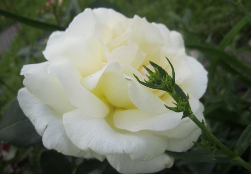 b5ebf34f5939f3e983cd6d1abe75dceb Роза Шнеевальцер: опис і характеристики троянди, способи розмноження, вирощування і догляд