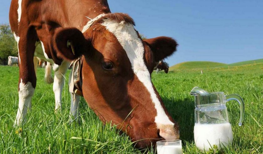 b609a0c68f963a288074b82561f6c0ca Скільки корова дає молока в добу в середньому: після першого і другого отелення, від чого залежать надої