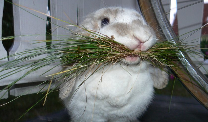 b68e5401f22012971ca4b815558baef2 Чи можна давати траву лободу кроликам: корисні властивості та можливу шкоду рослини