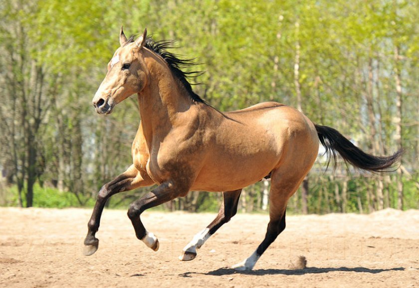 b6cafc5142833ceb89898bd5d3f6b57d Ахалтекінська порода коней: опис та історія породи, виховання і догляд, відео